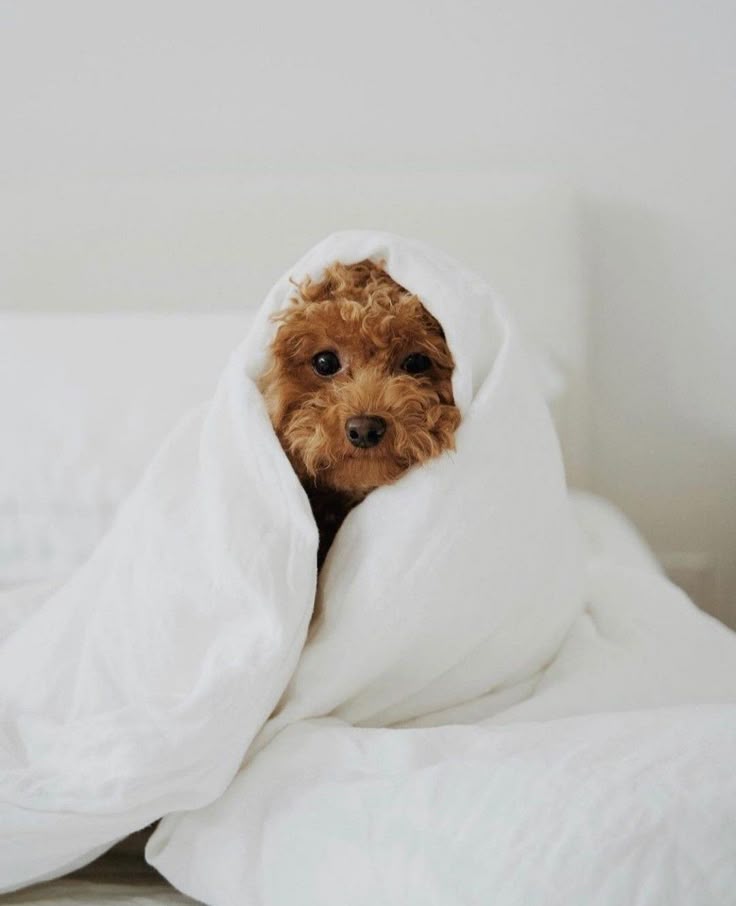 Pet Essentials
